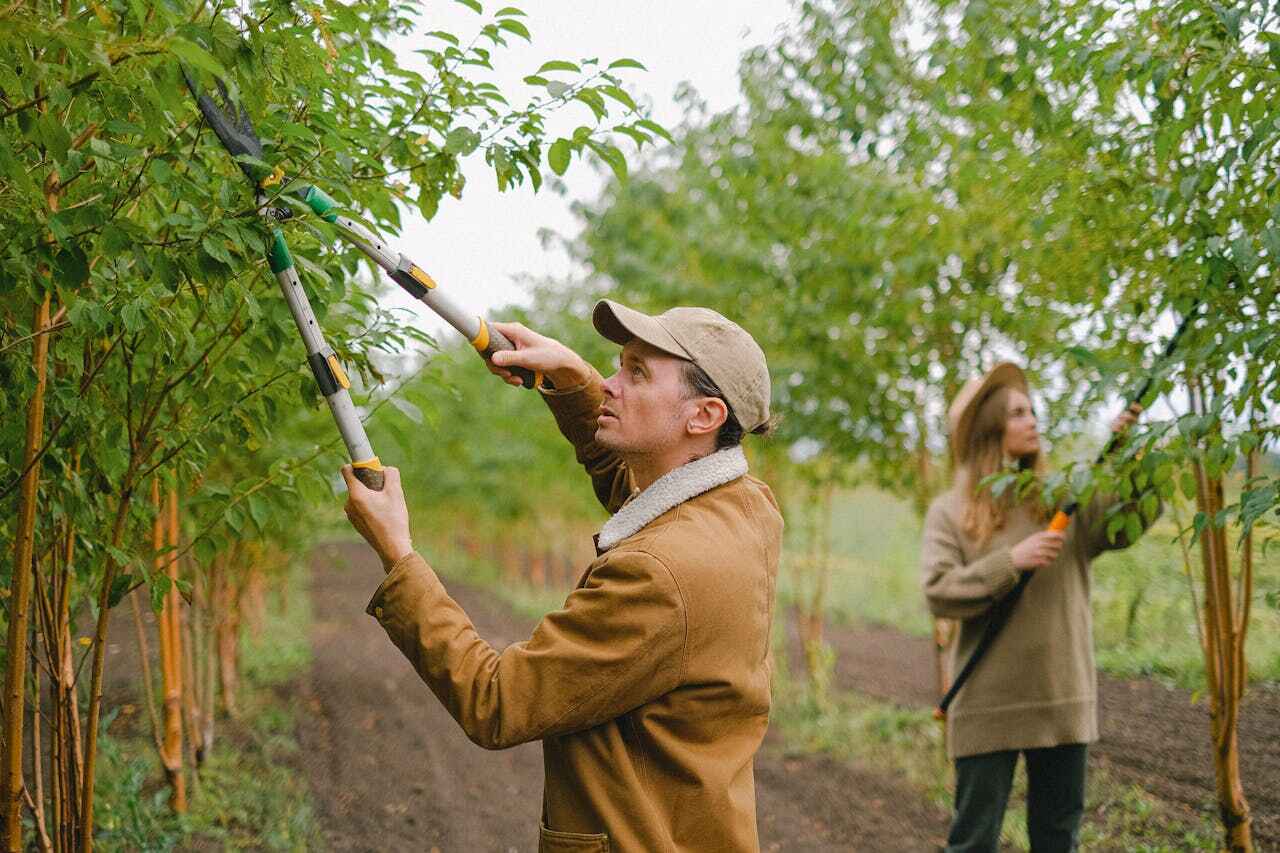 Best Professional Tree Care  in USA